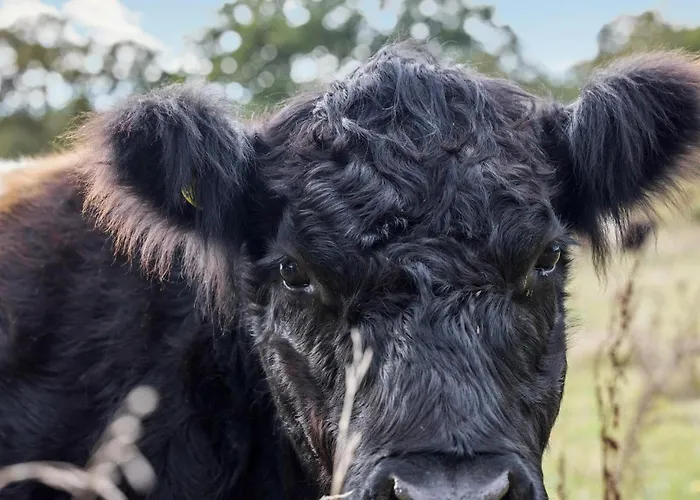 3 Bedroom Gorgeous In Aakirkeby Nyaraló *